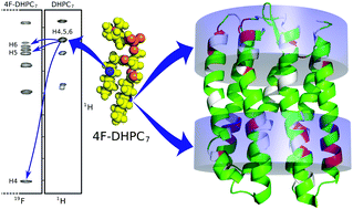 Graphical abstract: A generalized approach for NMR studies of lipid–protein interactions based on sparse fluorination of acyl chains