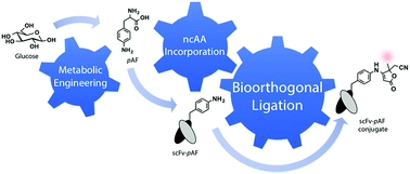 Graphical abstract: A noncanonical amino acid-based relay system for site-specific protein labeling
