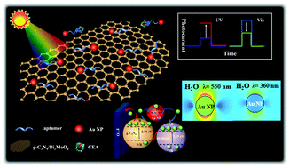 Graphical abstract: Plasmonic resonance enhanced photoelectrochemical aptasensors based on g-C3N4/Bi2MoO6