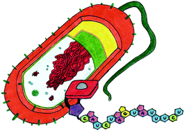 Graphical abstract: Vitamin B12 transports modified RNA into E. coli and S. Typhimurium cells