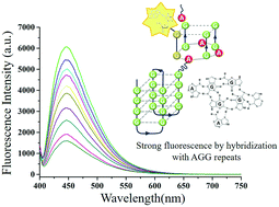 Graphical abstract: A novel nucleic acid aptamer tag: a rapid fluorescence strategy using a self-constructing G-quadruplex from AGG trinucleotide repeats