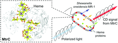 Graphical abstract: Whole-cell circular dichroism difference spectroscopy reveals an in vivo-specific deca-heme conformation in bacterial surface cytochromes