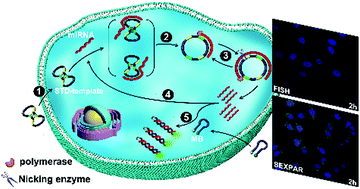 Graphical abstract: Imaging of intracellular-specific microRNA in tumor cells by symmetric exponential amplification-assisted fluorescence in situ hybridization
