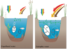 Graphical abstract: Effects of elevated production of autochthonous dissolved organic matter on the freely dissolved concentration of cadmium