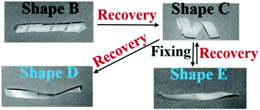 Graphical abstract: The design of triple shape memory polymers with stable yet tunable temporary shapes by introducing photo-responsive units into a crystalline domain