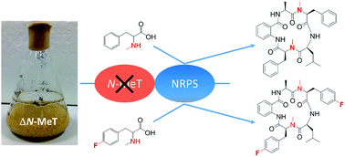 Graphical abstract: The cycloaspeptides: uncovering a new model for methylated nonribosomal peptide biosynthesis