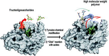 Graphical abstract: Product-oriented chemical surface modification of a levansucrase (SacB) via an ene-type reaction