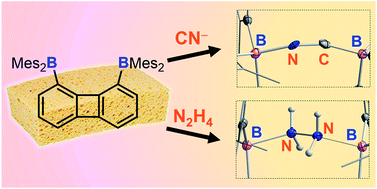 Graphical abstract: Large-bite diboranes for the μ(1,2) complexation of hydrazine and cyanide