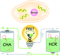 Graphical abstract: Construction of an enzyme-free concatenated DNA circuit for signal amplification and intracellular imaging