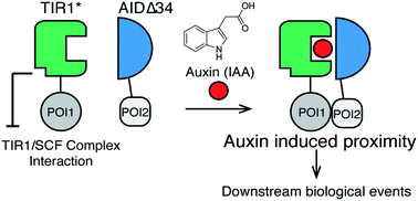 Graphical abstract: A chemically induced proximity system engineered from the plant auxin signaling pathway