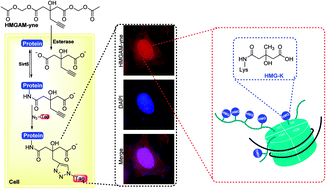 Graphical abstract: A chemical reporter facilitates the detection and identification of lysine HMGylation on histones