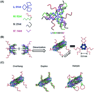 Graphical abstract: Capturing intracellular oncogenic microRNAs with self-assembled DNA nanostructures for microRNA-based cancer therapy