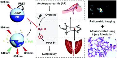 Graphical abstract: Rationally designed pure-inorganic upconversion nanoprobes for ultra-highly selective hydrogen sulfide imaging and elimination in vivo