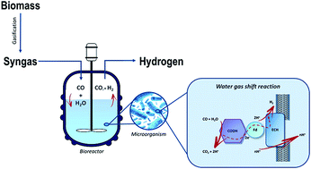 Graphical abstract: The biologically mediated water–gas shift reaction: structure, function and biosynthesis of monofunctional [NiFe]-carbon monoxide dehydrogenases