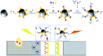 Graphical abstract: A signal amplifying fluorescent nanoprobe and lateral flow assay for ultrasensitive detection of cardiac biomarker troponin I