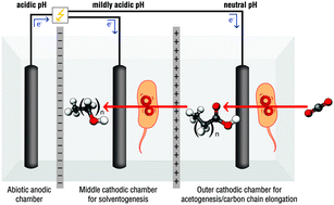 Graphical abstract: Microbial electrosynthesis system with dual biocathode arrangement for simultaneous acetogenesis, solventogenesis and carbon chain elongation