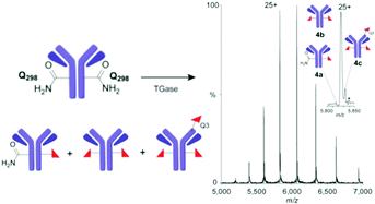 Graphical abstract: Probing the limits of Q-tag bioconjugation of antibodies