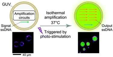 Graphical abstract: Isothermal amplification of specific DNA molecules inside giant unilamellar vesicles