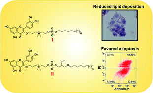 Graphical abstract: Flavonoid–alkylphospholipid conjugates elicit dual inhibition of cancer cell growth and lipid accumulation