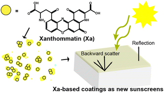Graphical abstract: A bioinspired, photostable UV-filter that protects mammalian cells against UV-induced cellular damage