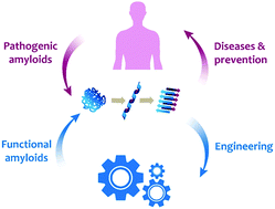Graphical abstract: Half a century of amyloids: past, present and future