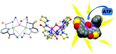 Graphical abstract: Selective sensing of ATP by hydroxide-bridged dizinc(ii) complexes offering a hydrogen bonding cavity