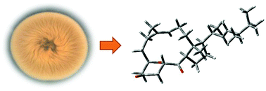 Graphical abstract: Sarocladione, a unique 5,10:8,9-diseco-steroid from the deep-sea-derived fungus Sarocladium kiliense