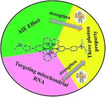 Graphical abstract: Enhanced three-photon activity triggered by the AIE behaviour of a novel terpyridine-based Zn(ii) complex bearing a thiophene bridge