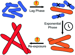 Graphical abstract: Chronic exposure to complex metal oxide nanoparticles elicits rapid resistance in Shewanella oneidensis MR-1