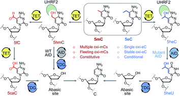 Graphical abstract: Site- and degree-specific C–H oxidation on 5-methylcytosine homologues for probing active DNA demethylation