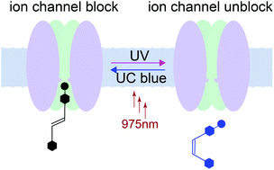 Graphical abstract: Intracellular photoswitchable neuropharmacology driven by luminescence from upconverting nanoparticles