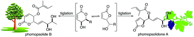 Graphical abstract: Synthesis and biological study of the phomopsolide and phomopsolidone natural products
