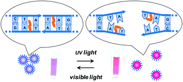 Graphical abstract: Photo-switching of blunt-end stacking between DNA strands immobilized on gold nanoparticles