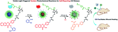 Graphical abstract: Metal-free carbon monoxide-releasing micelles undergo tandem photochemical reactions for cutaneous wound healing