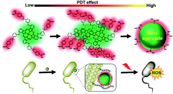 Graphical abstract: A boronic acid-functionalized phthalocyanine with an aggregation-enhanced photodynamic effect for combating antibiotic-resistant bacteria