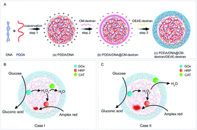 Graphical abstract: Construction of coacervate-in-coacervate multi-compartment protocells for spatial organization of enzymatic reactions