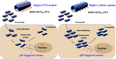 Graphical abstract: Surface modified halloysite nanotubes with different lumen diameters as drug carriers for cancer therapy