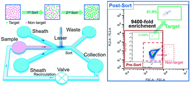 Graphical abstract: An integrated high-throughput microfluidic circulatory fluorescence-activated cell sorting system (μ-CFACS) for the enrichment of rare cells
