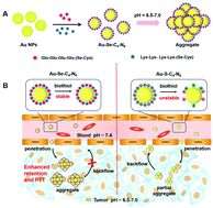 Graphical abstract: Acid-driven aggregation of selenol-functionalized zwitterionic gold nanoparticles improves the photothermal treatment efficacy of tumors