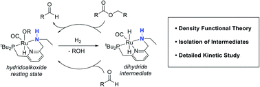 Graphical abstract: The key role of the latent N–H group in Milstein's catalyst for ester hydrogenation