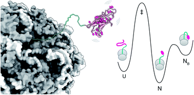 Graphical abstract: Nascent chain dynamics and ribosome interactions within folded ribosome–nascent chain complexes observed by NMR spectroscopy