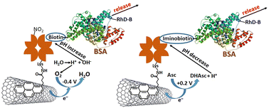 Graphical abstract: Electrochemically stimulated protein release from pH–switchable electrode–immobilized nitroavidin–biotin and avidin–iminobiotin systems