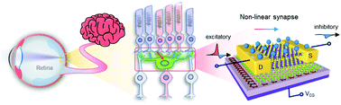 Graphical abstract: A non-linear two-dimensional float gate transistor as a lateral inhibitory synapse for retinal early visual processing