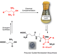 Graphical abstract: Synthesis of functionalized 2,3-diaminopropionates and their potential for directed monobactam biosynthesis