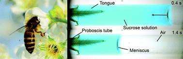 Graphical abstract: Trade-off mechanism of honey bee sucking and lapping