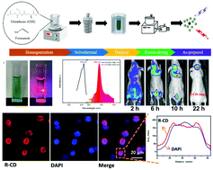 Graphical abstract: Comprehensive exploration of long-wave emission carbon dots for brain tumor visualization