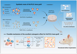 Graphical abstract: Periodontal bone regeneration with a degradable thermoplastic HA/PLCL bone graft