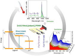 Graphical abstract: Single-center LnIII ratiometric luminescent temperature probes based on singlet → singlet and singlet → triplet sensitizations