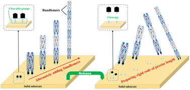 Graphical abstract: Bottom–up on-surface synthesis based on click-functionalized peptide bundles