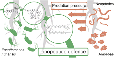 Graphical abstract: Nonribosomal peptides protect Pseudomonas nunensis 4A2e from amoebal and nematodal predation